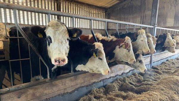 Focus on efficiency sees former dairy farmer win Irish Hereford Prime Farmer of the Year
