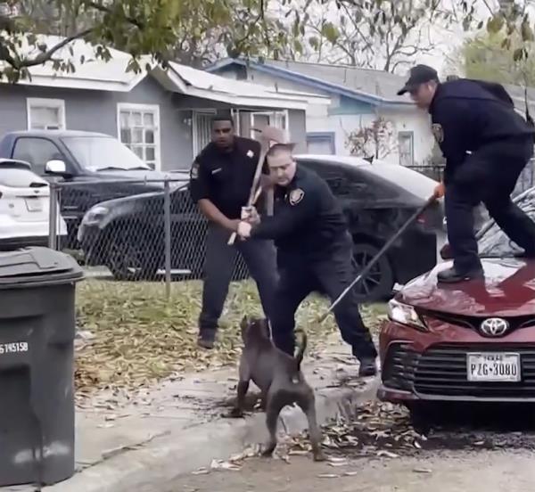 First responders had to fight off the dogs.