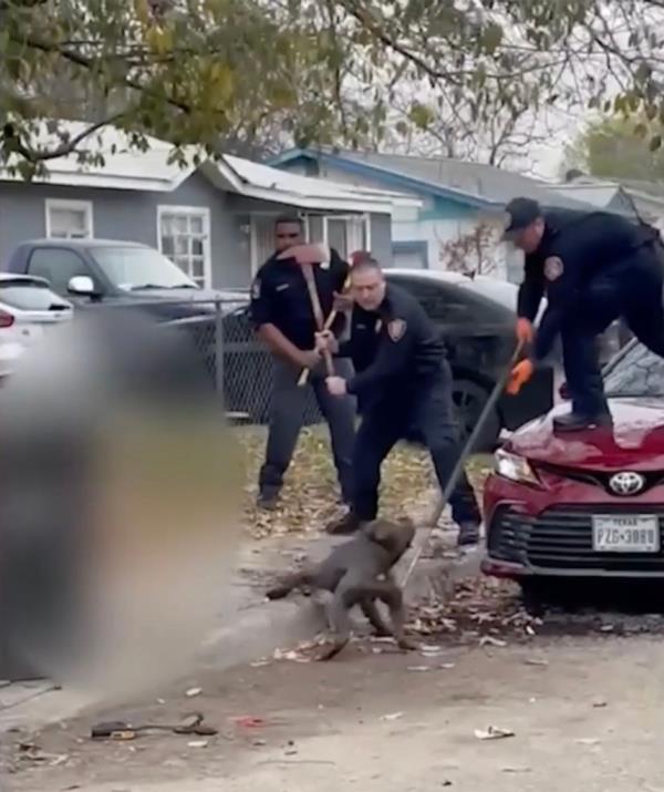 Ramon Najera died after he was viciously attacked by two dogs that had escaped their yard and charged at him and his wife.